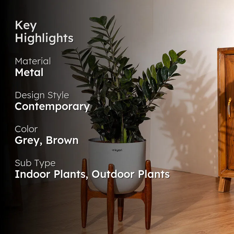 Kyari ZZ Plant With Metal Self Watering Pot (Grey) - 2.4 Feet media 2