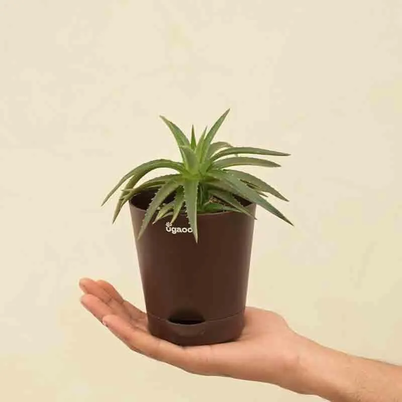 Ugaoo Aloe Vera Green Mini Plant media 4