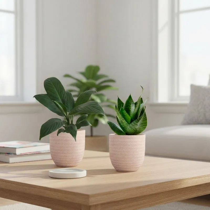 Greenkin Lily & Snake Live Plants (Ivory) - Set Of Two media 1