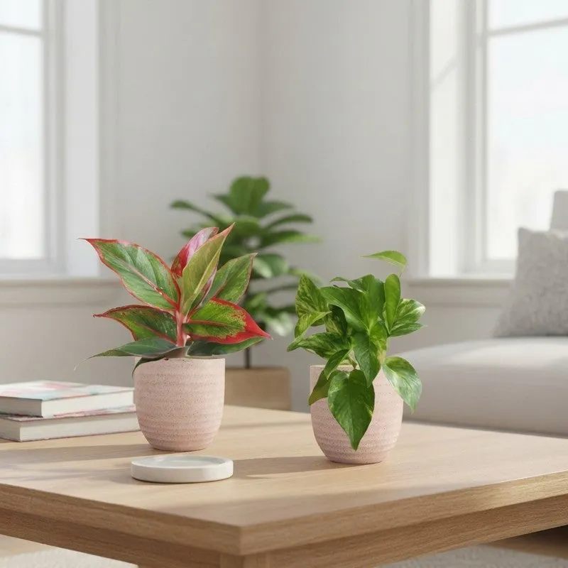 Greenkin Aglaonema & Gold King Live Plants (Ivory) - Set Of Two media 1