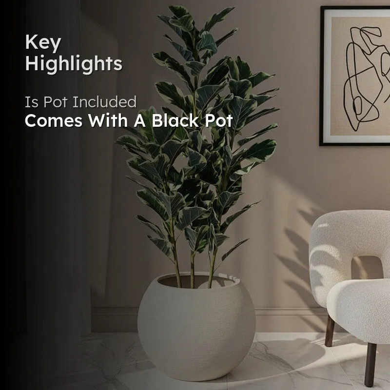 Faux Lush Variegated Fiddle Leaf Fig Plant With Black Plastic Pot - 5 Feet media 2