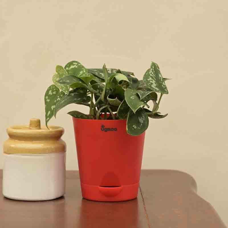 Ugaoo Satin Pothos Argyraeus Plant media 5