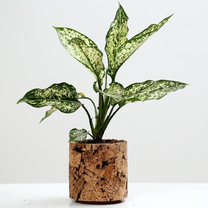 Natural Cork Oasis Planter media 4