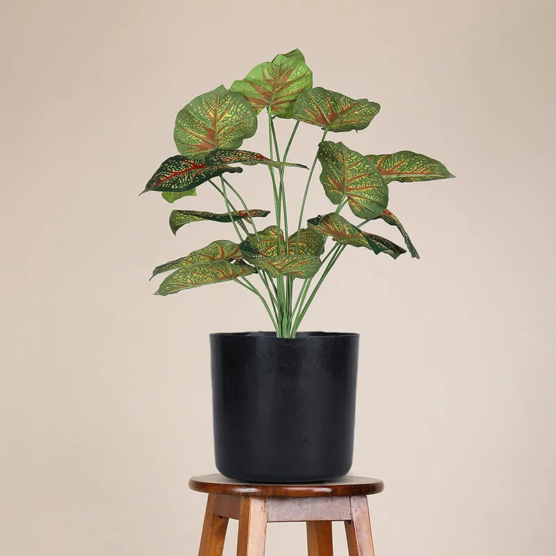 Botanika Artificial Caladium With Black Plastic Pot & Pebbles (Red) - 2 Feet media 1