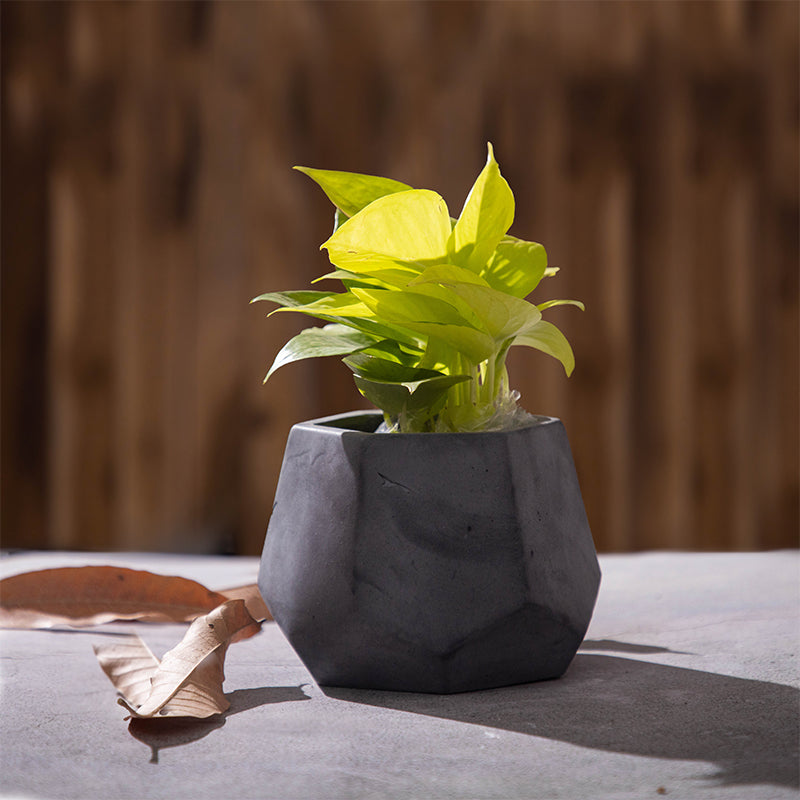 Raga Grey Planter media 2