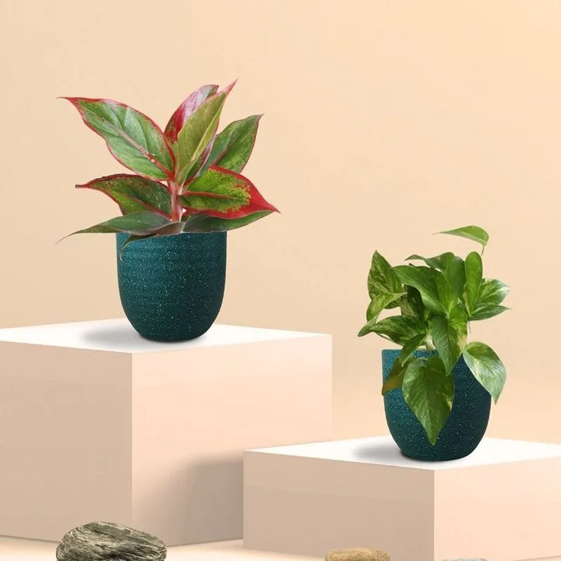 Greenkin Aglaonema & Gold King Live Plants (Green) - Set Of Two media 3