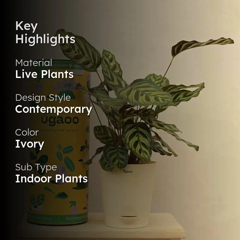 Ugaoo Peacock Plant media 2