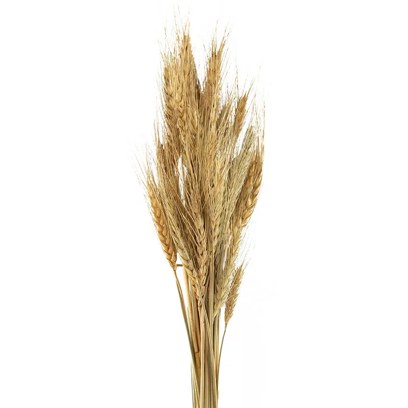 Yinira Naturally Dried Wheat Grass media 1