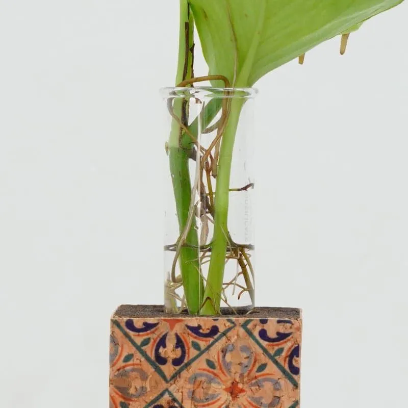 Moja Cork Testube Planter media 5
