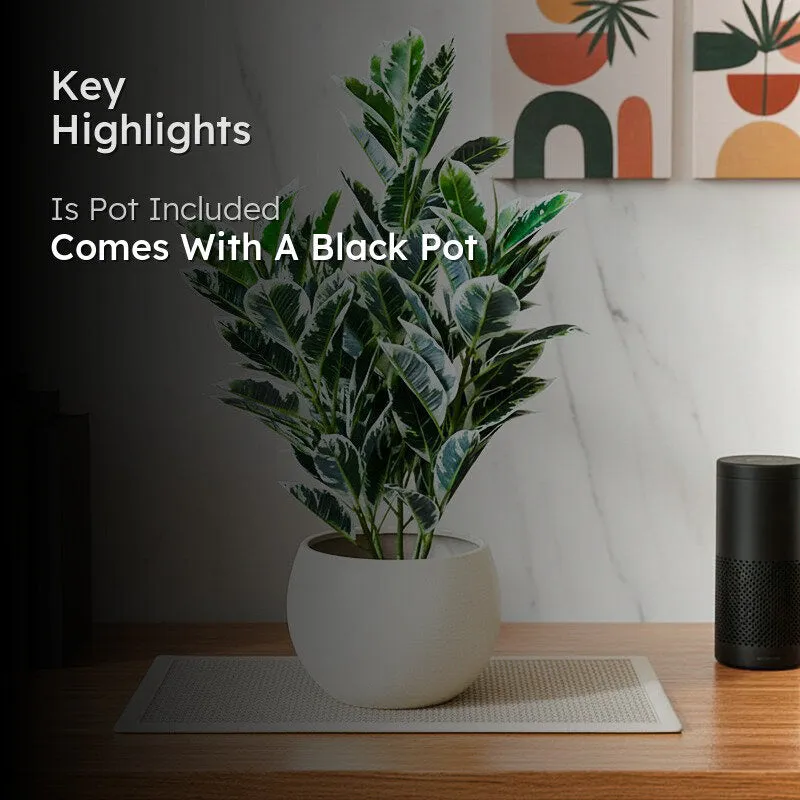Faux Dumb Cane Plant With Black Plastic Pot - 2.79 ft media 2