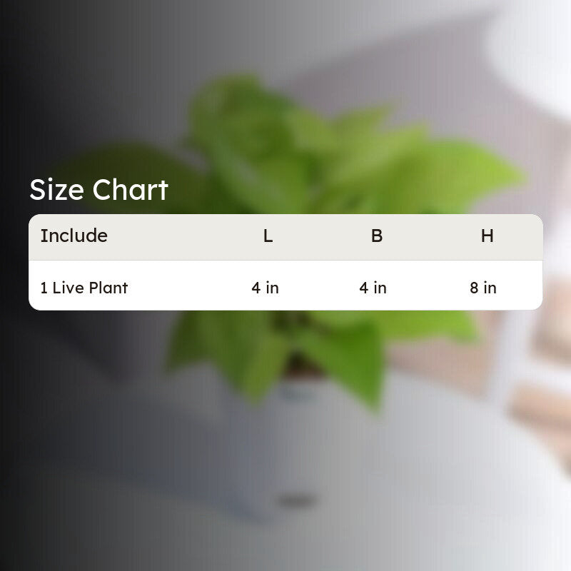 Ugaoo Money Plant With Self Watering Flower Pot media 5