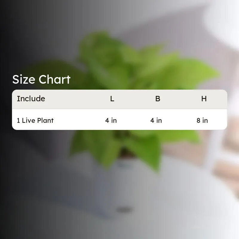Ugaoo Money Plant With Self Watering Flower Pot media 5