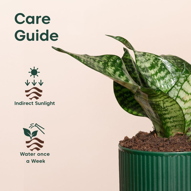 Kyari Snake Plant with Self Watering Pot - Green media 5