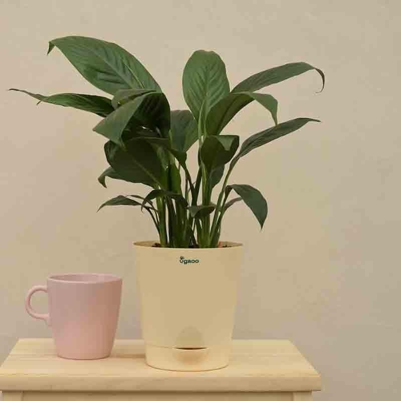 Ugaoo Peace Lily Plant - 20cm media 6