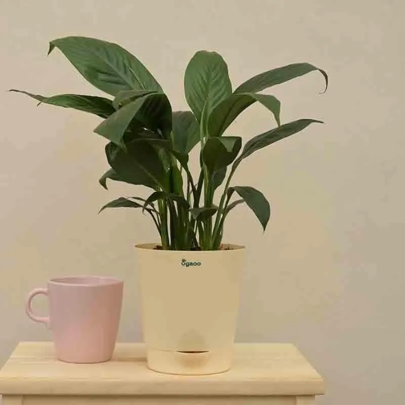 Ugaoo Peace Lily Plant - 20cm media 6