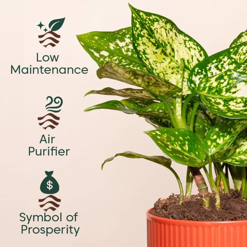 Kyari Agalonema Snow White Plant with Self Watering Pot - Red media 4
