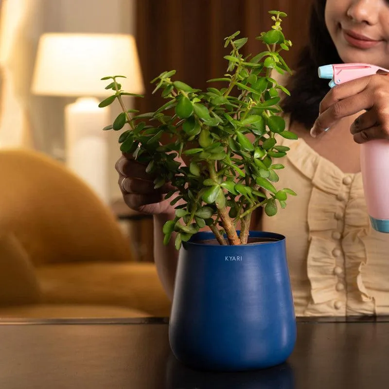 Kyari Lucky Jade Plant With Metal Self Watering Pot - Blue media 4