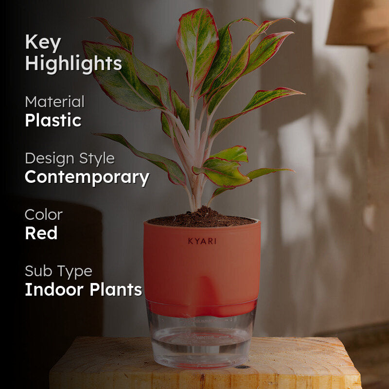 Kyari Aglonema Lipstick With Self Watering Pot - Red media 2