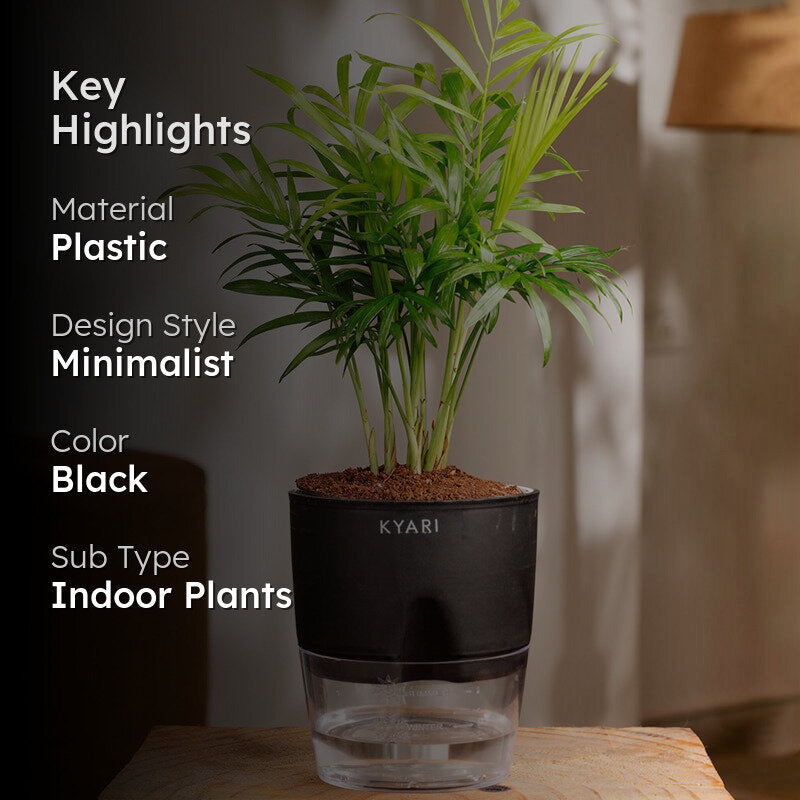 Kyari Chamaedorea elegans With Self Watering Pot - Black media 2