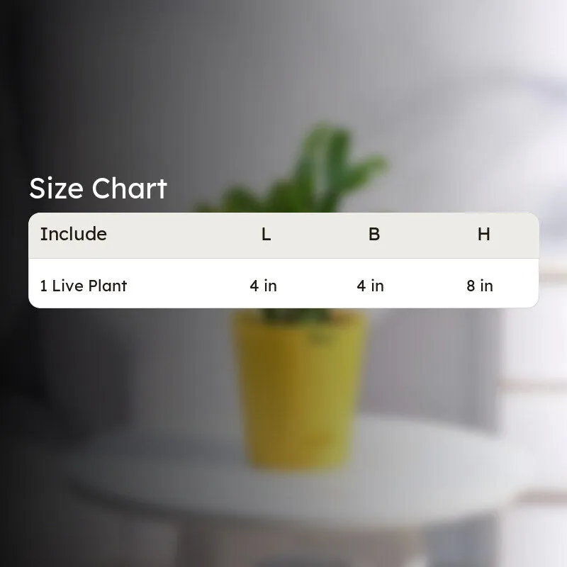 Ugaoo Christmas Cactus With Self Watering Pot media 6