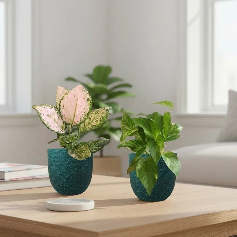 Greenkin Aglaonema Wishes & Gold King Live Plants (Green) - Set Of Two media 1