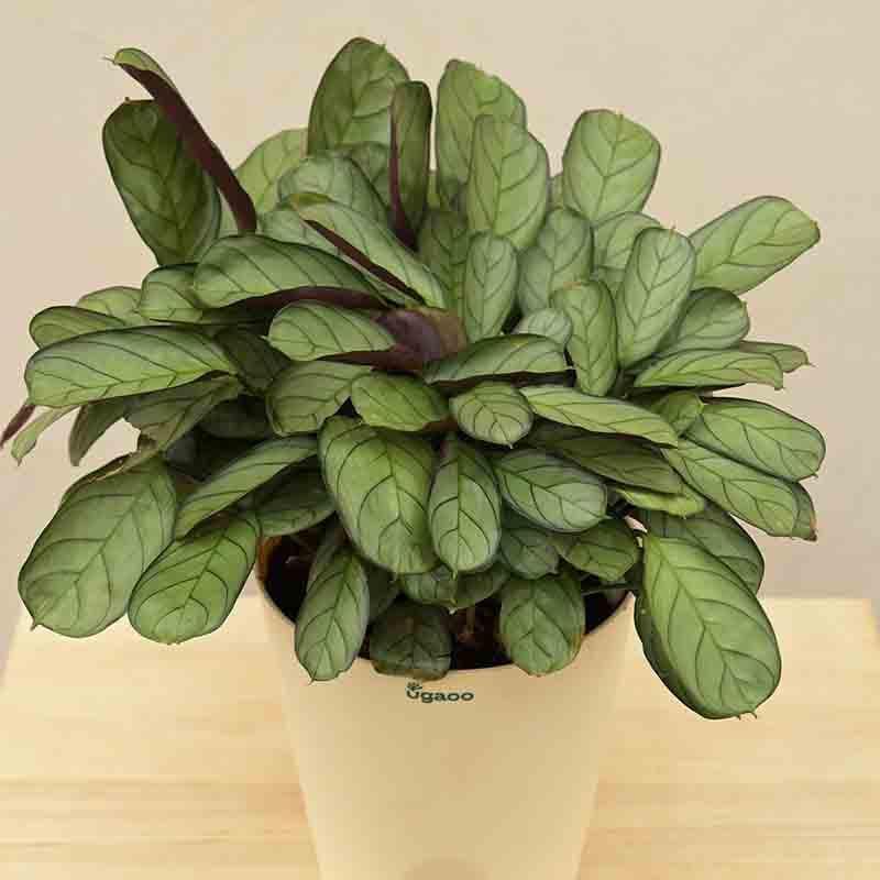 Ugaoo Calathea Prayer Plant - Medium media 5
