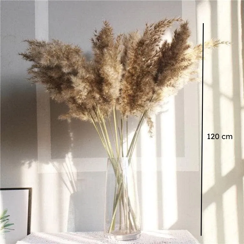 Naturally Dried Pampas Stems (Brown) - Set Of Ten media 7