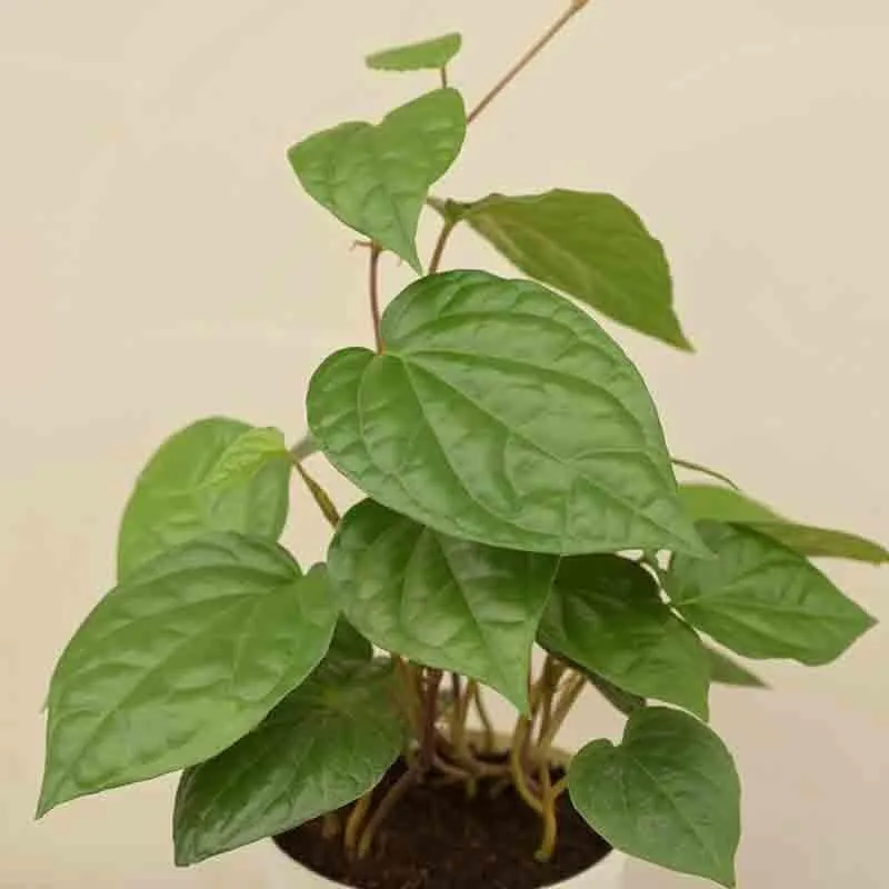 Ugaoo Betel Leaf Plant (Magai Paan) media 4