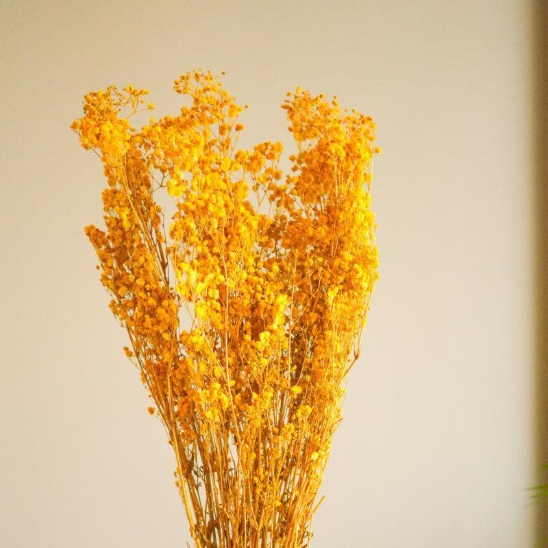 Naturally Dried Baby Breath Gypsophila Stems (Yellow) - Set Of Five media 4
