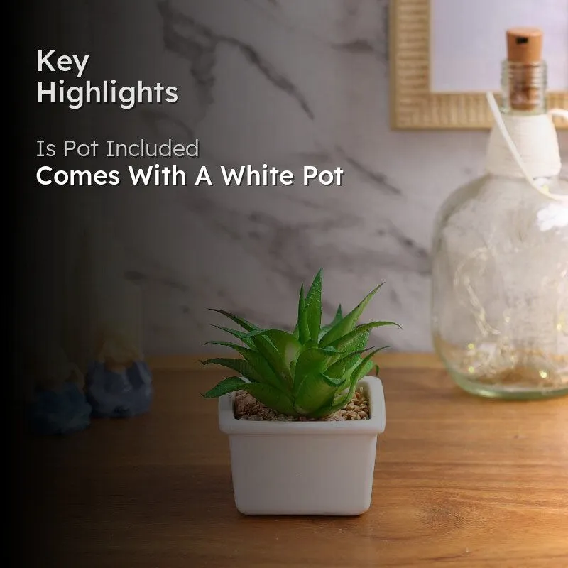 Faux Fasciated Haworthia In White Pot - 13 cms media 2