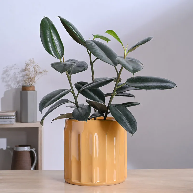 Ugaoo Straits Ceramic Planter - Yellow media 3