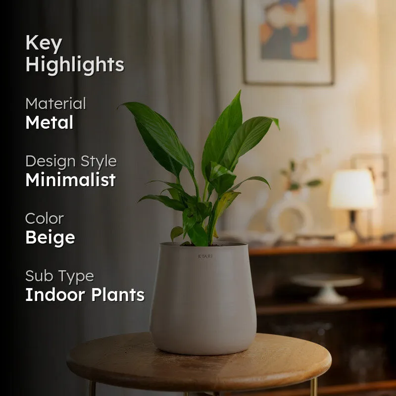 Kyari Spathiphyllum With Metal Self Watering Pot - Beige - 2