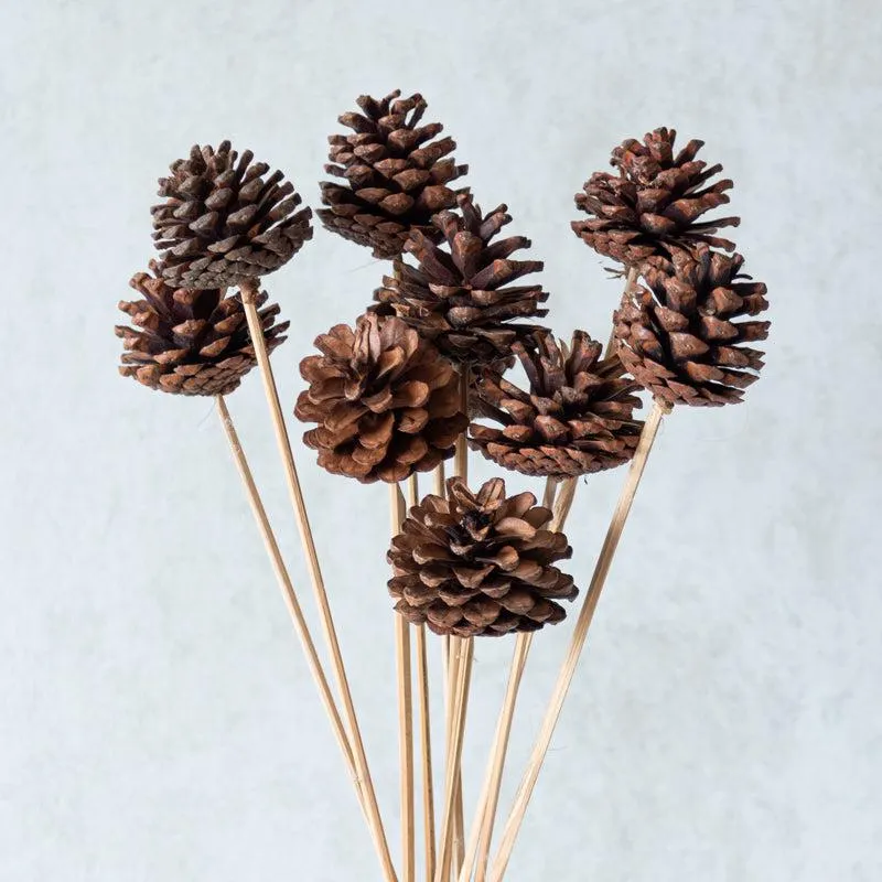 Enoira Dried Pine Cone Stick (Brown) -Set Of Ten media 3