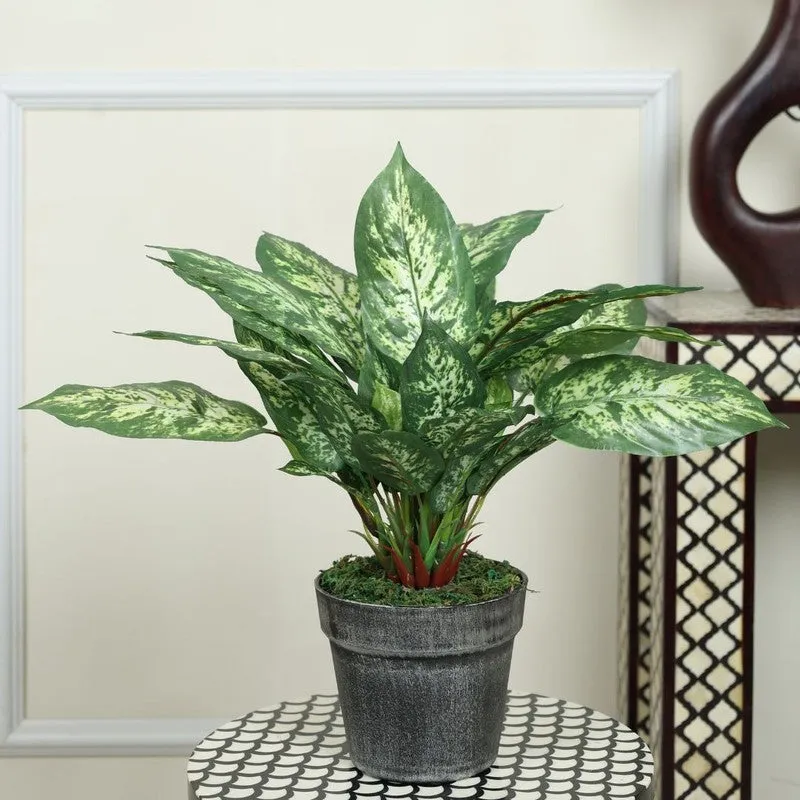 Artificial Dieffenbachia Plant Without Pot - 1 Feet media 3