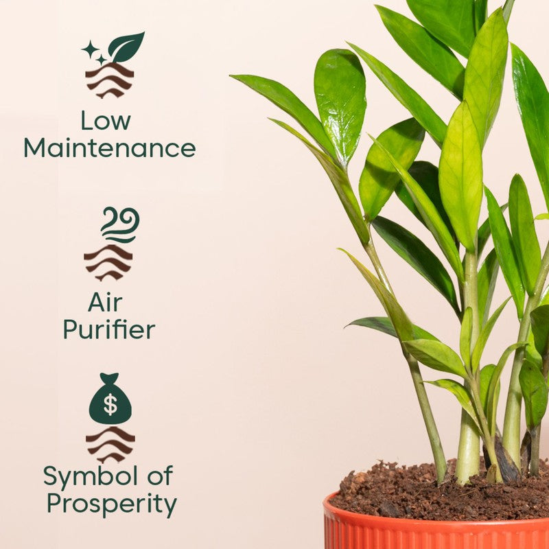 Kyari Zamia Green with Self Watering Pot - Red media 4