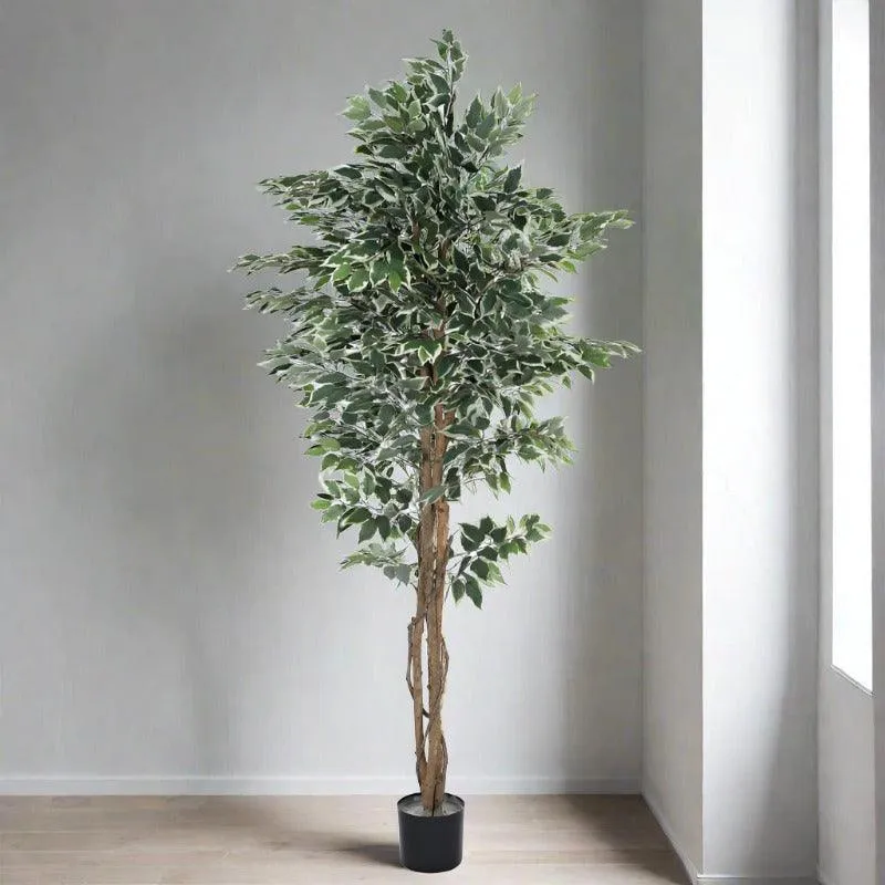 Faux Ficus Variegated Plant With Black Plastic Pot - 5.91 ft media 3