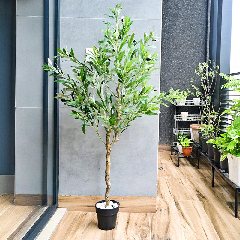Olivara Artificial Olive Tree With Black Plastic Pot - 145 cm (4.8 ft) media 3