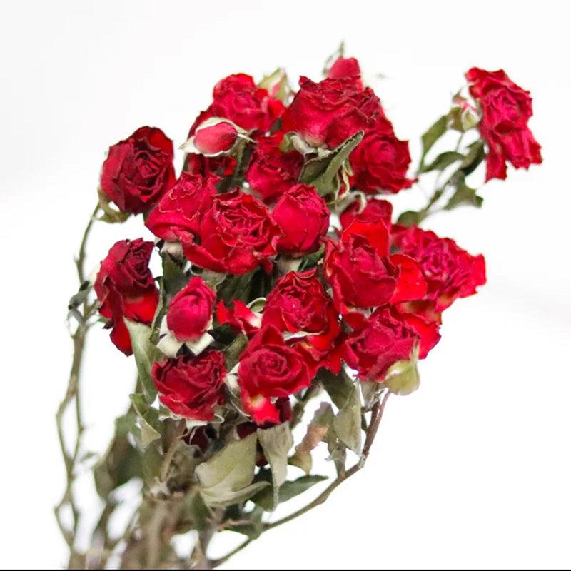 Dried Red Rose Flower Bunch - Set Of Twenty media 4