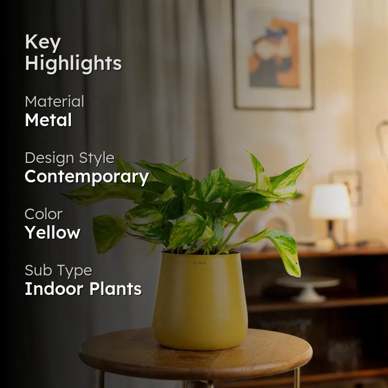 Kyari Money Plant Variegated With Metal Self Watering Pot - Yellow media 2