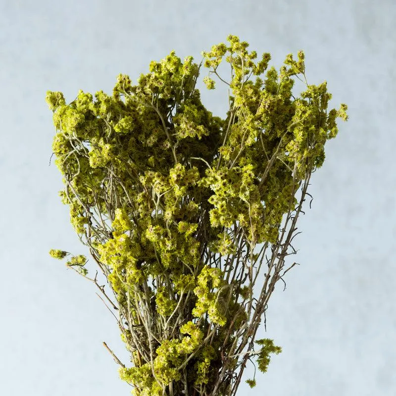 Gypso Glam Dried Flower Bunch - Yellow media 4
