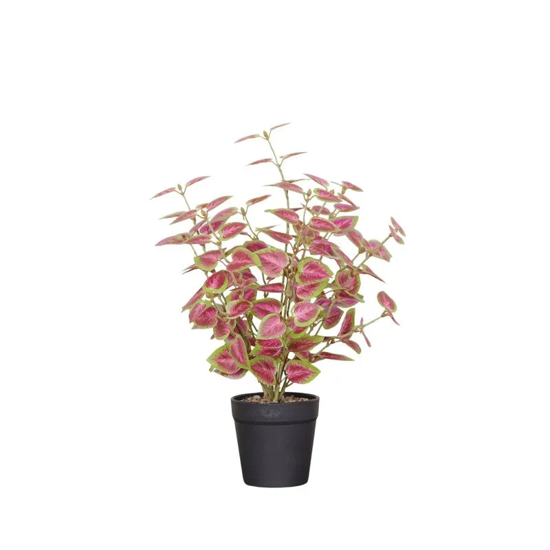 Artificial Natural Looking Coleous Big Plant With Black Fiber Pot (Pink) - 1.4 Feet media 4