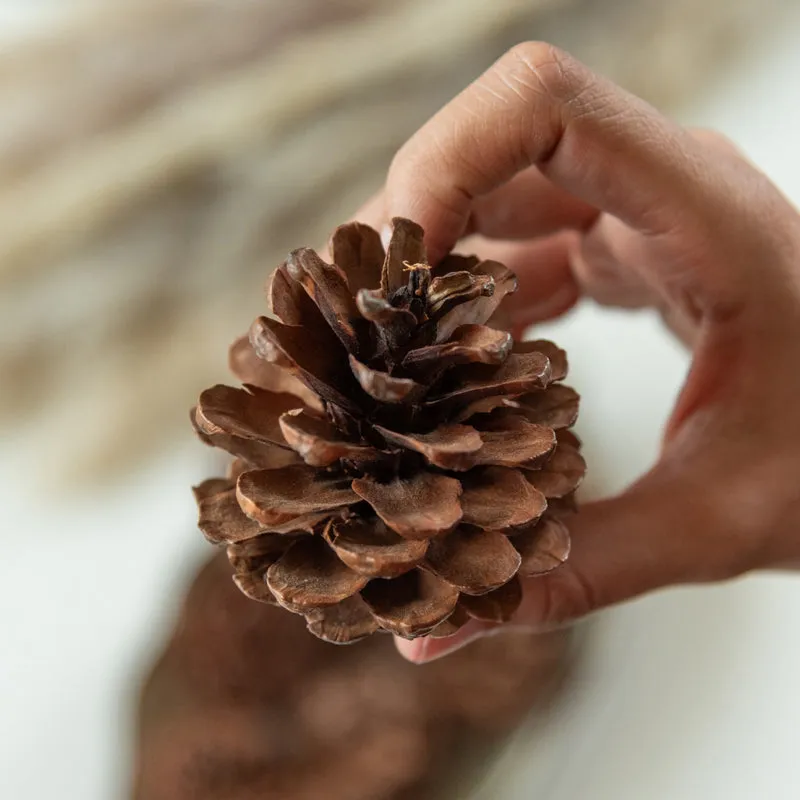 Alpine Dried Pine Cone - Set Of Ten media 3