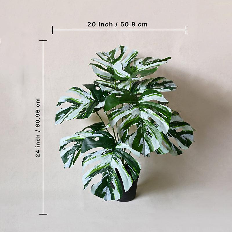 Faux Everlasting Monstera Plant With Black Plastic Pot - 61 cm (2 ft) media 5