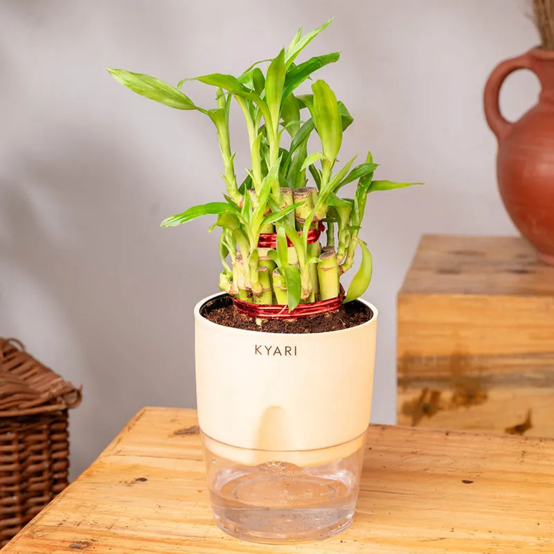 Kyari Bamboo 2 Layer With Self Watering Pot - Ivory media 3