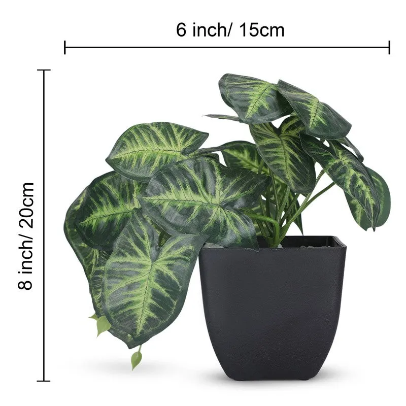 Artificial Arrowhead Plant With Black Plastic Pot media 5