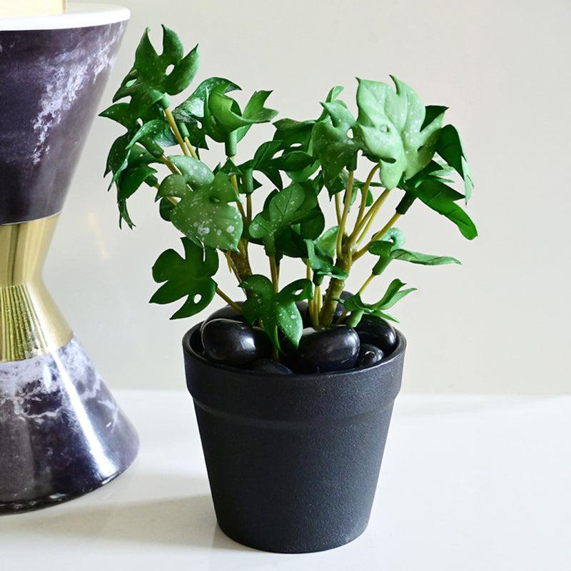 Minstera Artificial Mini Monstera Plant With Black Plastic Pot (Green) - 16 cm media 5