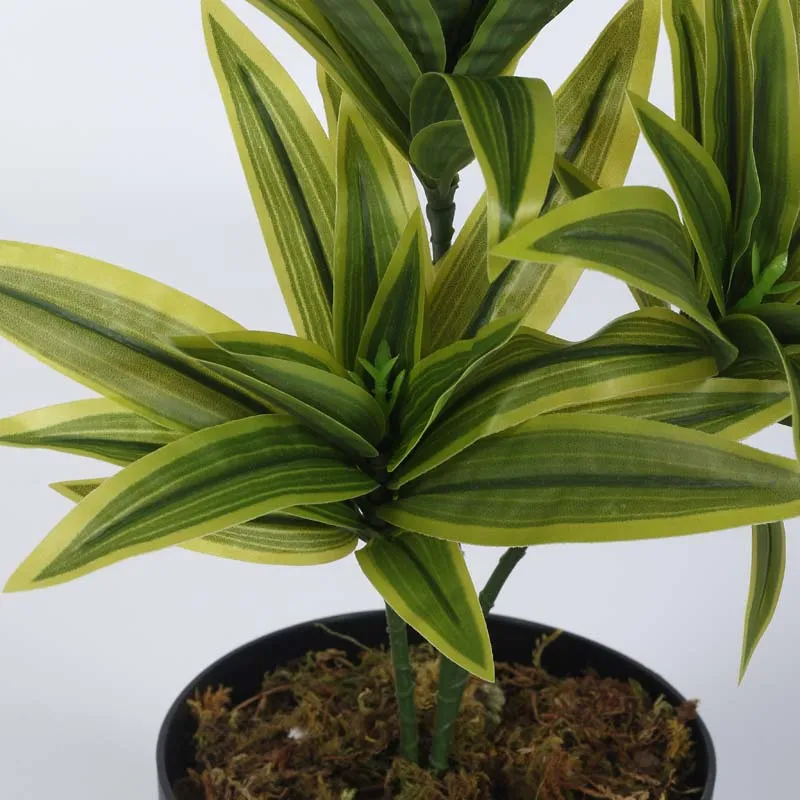 Faux Lush Dracaena Reflexa Plant With Black Plastic Pot (Light Green) - 1.3 Feet media 4