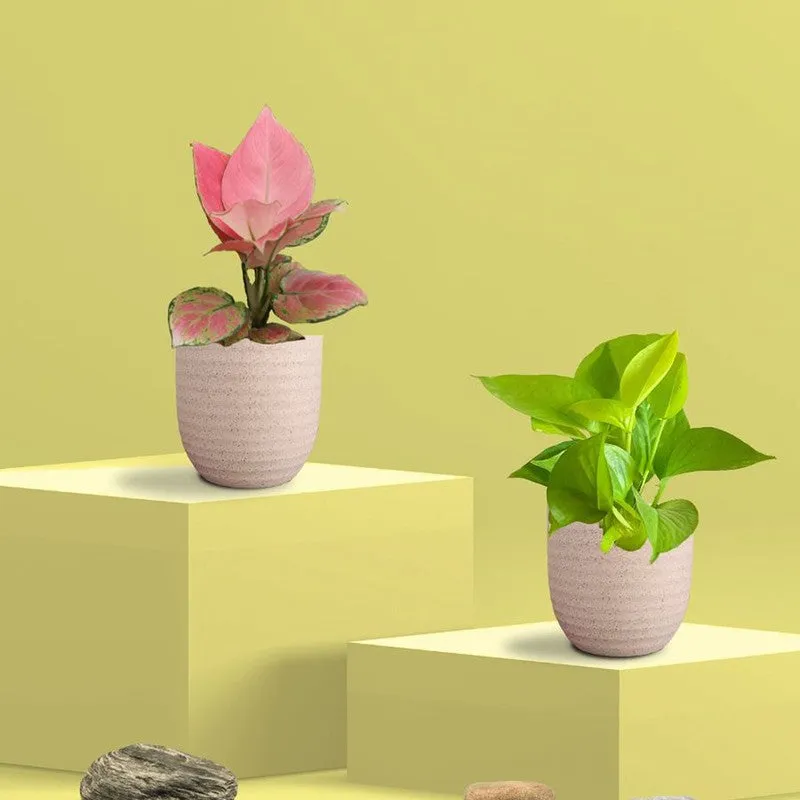 Greenkin Aglaonema Pink & Golden Pothos Live Plants (Ivory) - Set Of Two media 3