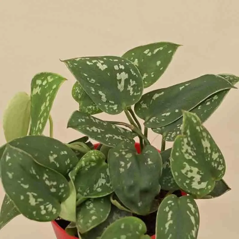 Ugaoo Satin Pothos Argyraeus Plant media 3