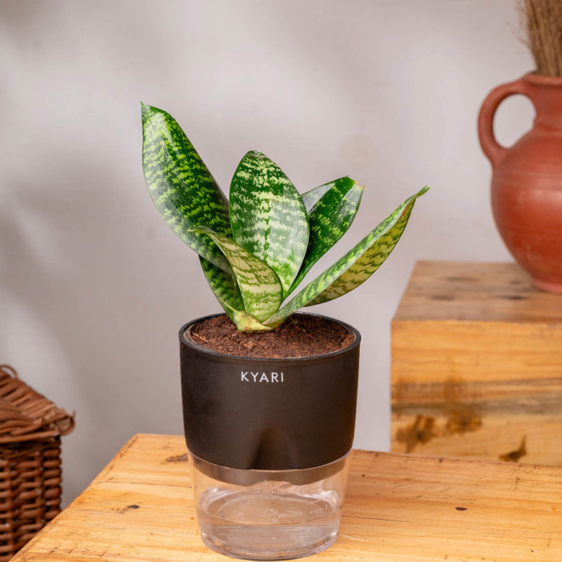 Kyari Sansevieria Snake Plant With Self Watering Pot (Black) - 18 cm media 4